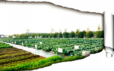 济南全力打造“北方种业之都”城市名片