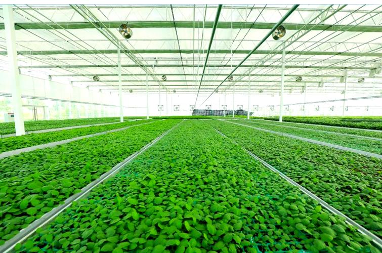 寿光蔬菜种业集团西环基地:育苗业务全面启动