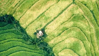 全球十大跨国种业巨头将在第26届农高会杨凌国际种业创新论坛集中亮相