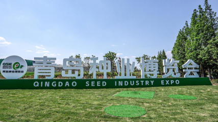 青岛种业博览会室外展区揭秘 国内外名优品种惊艳亮相