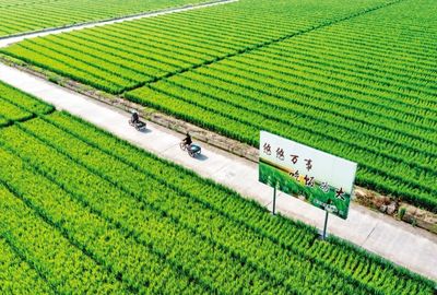 中国种业翻身仗 仍需突破的三大关键关隘