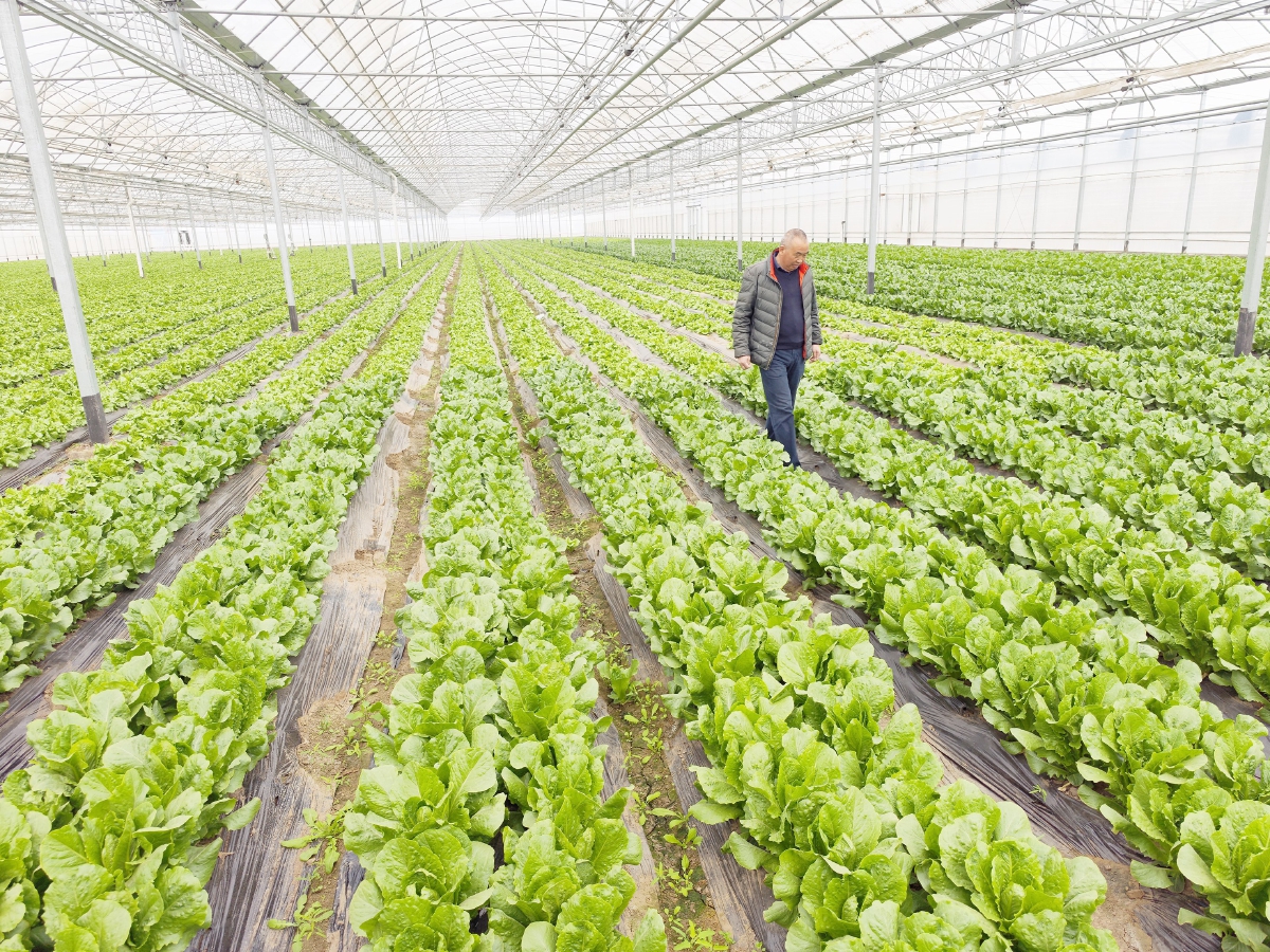 国际种业园区培育上百个新品种，推动农业现代化发展