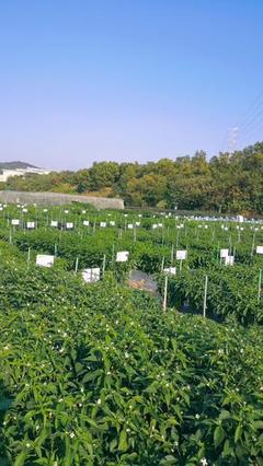 中国农业绿色产业大会暨第二十届广东种业大会 种业创新与绿色发展新篇章