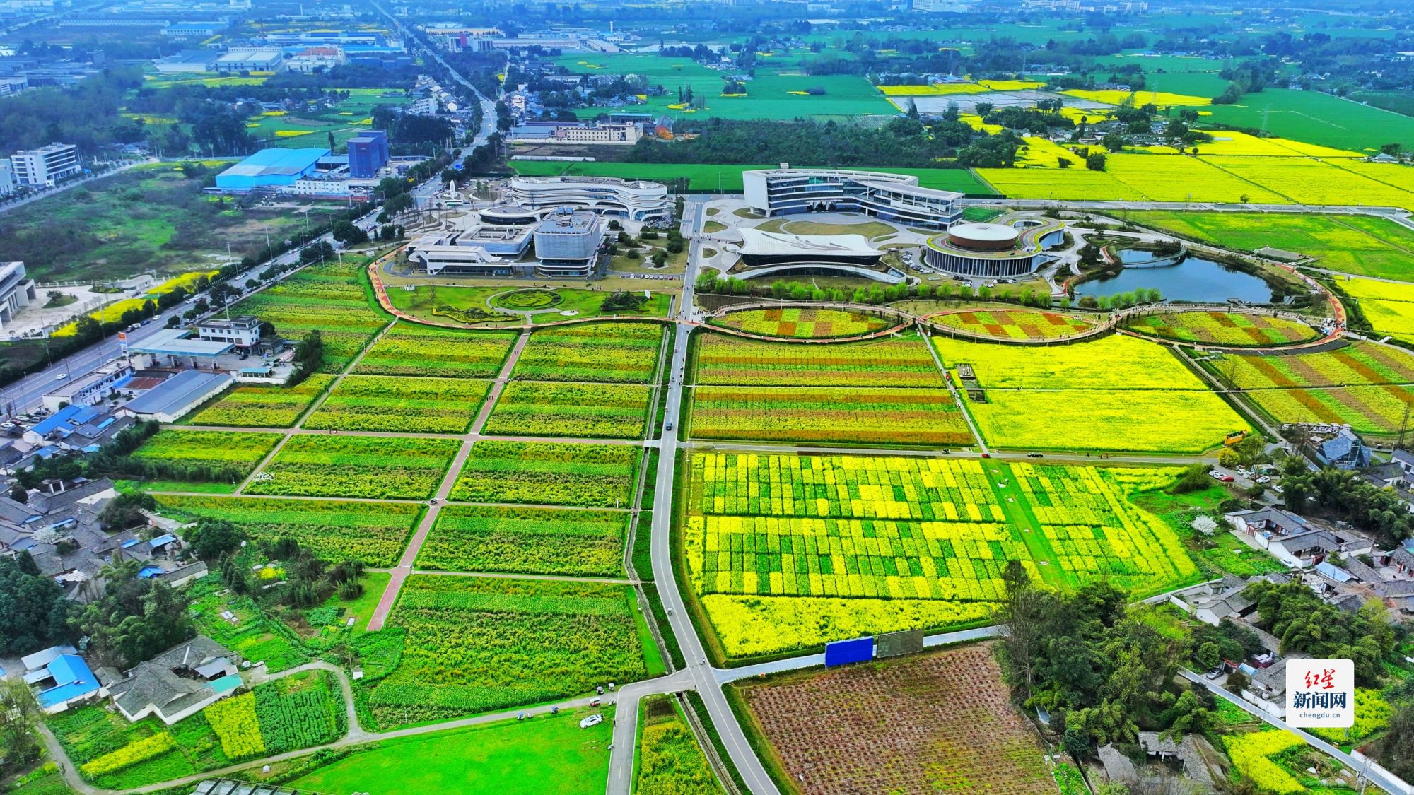 科技赋能种业，天府油菜花绽放春日新体验