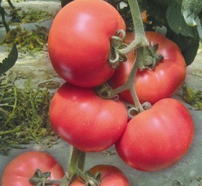 进口高产大棚专用凯撒2008番茄种子 点亮有机蔬菜基地的未来