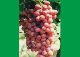 海淀种业新星 北方丰达与克伦生葡萄的产业协奏曲