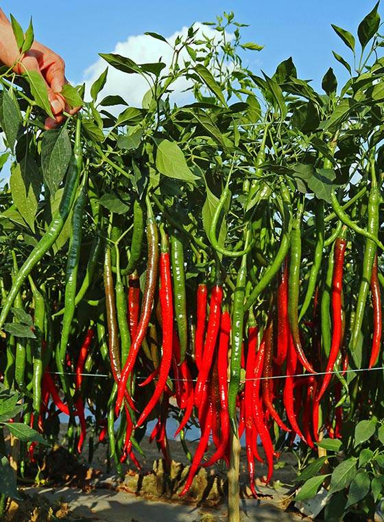 川椒种业 高产辣椒品种的五大关键特点解析