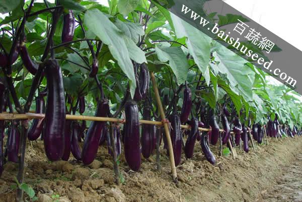 广东粤蔬贝司特3号长茄 农科院迟熟高产品种，亩产超5000公斤的种植优选